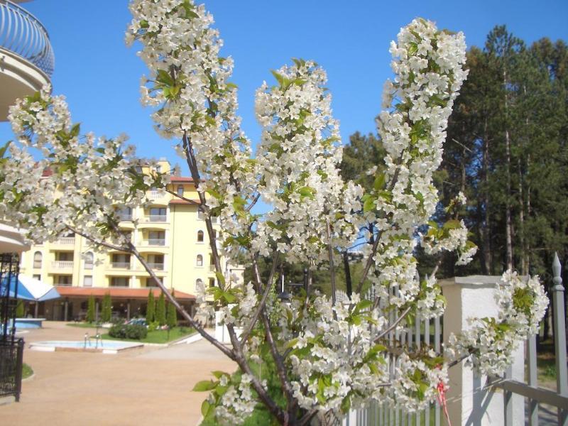 Complex Sunny Dreams Sunny Beach Exterior foto